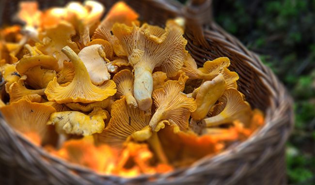 pfifferling-karte-04556435 Pfifferlingskarte